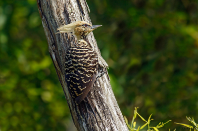 PICA PAU DE CABEZA AMARELA (Celeus flavescens) (H)